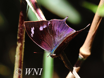 Otrera Leafwing (Memphis otrere)